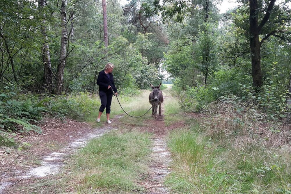 Ezels - Glamping de Bosweide