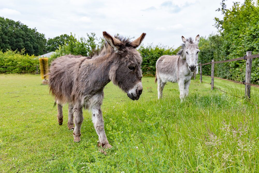 Glamping de Bosweide - Ezels