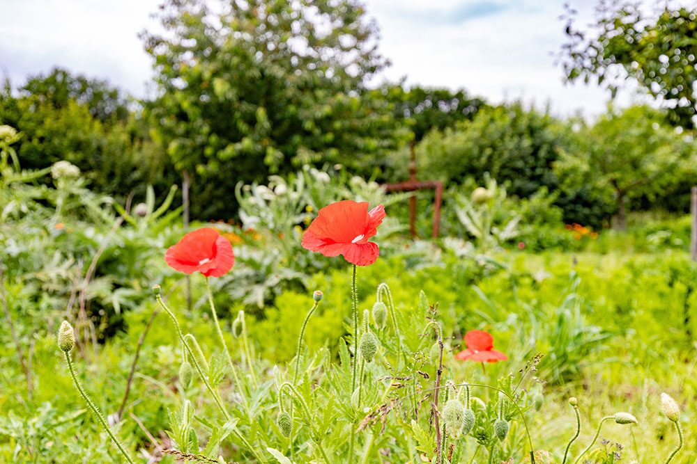 Glamping de Bosweide - natuur