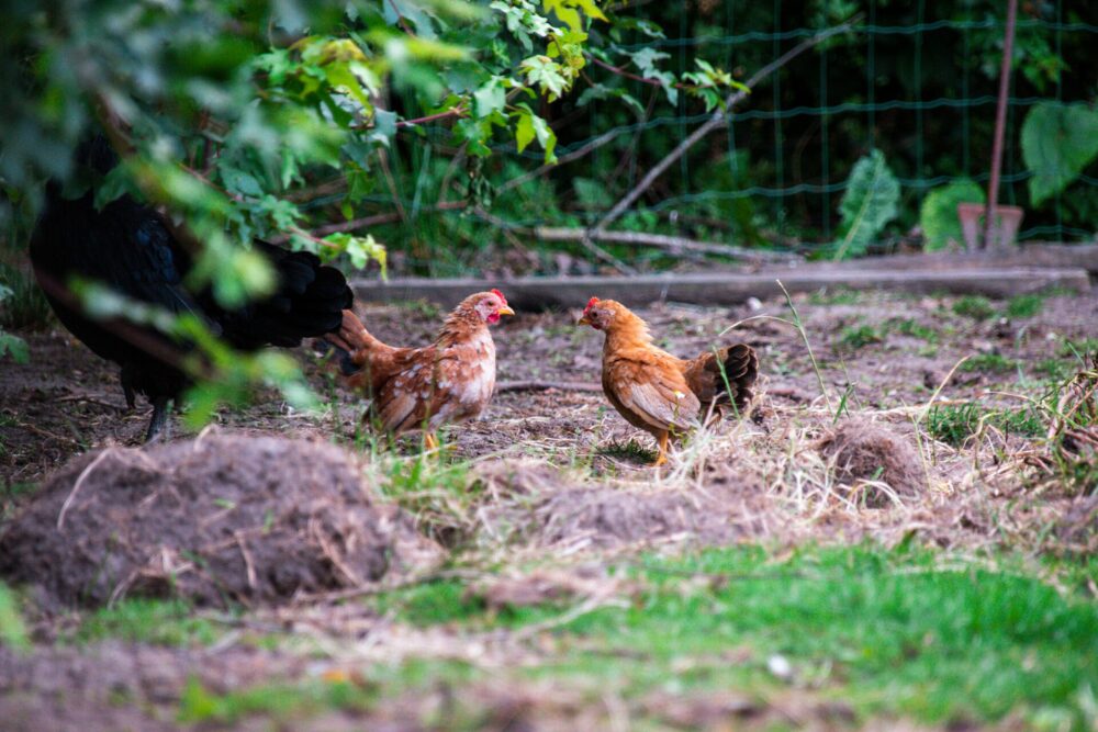 Kippen - Glamping de Bosweide