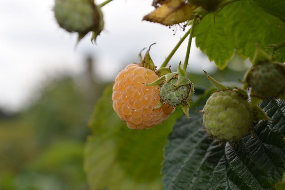 Natuur - Glamping de Bosweide