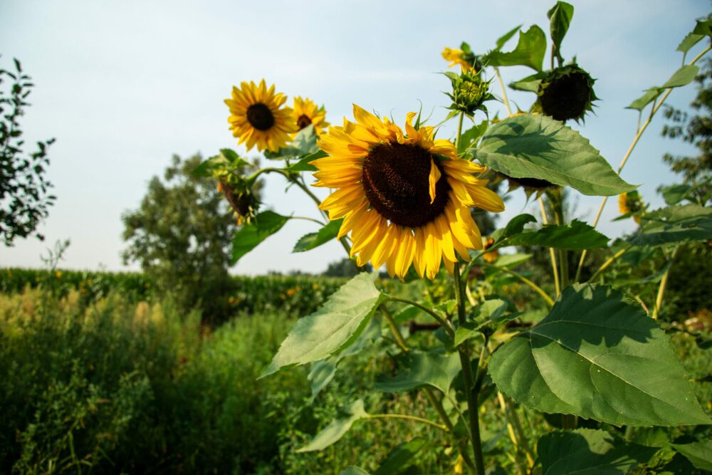 Natuur - Glamping de Bosweide