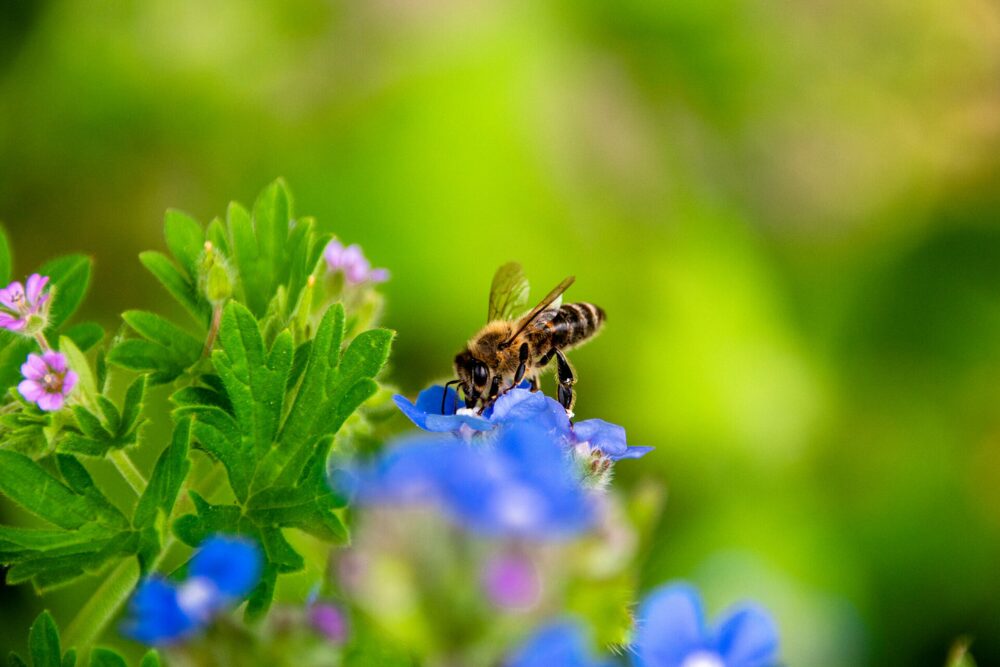 Natuur - Glamping de Bosweide